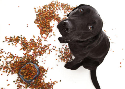 Adorable black lab puppy looking up in the center of a pile of dog food.