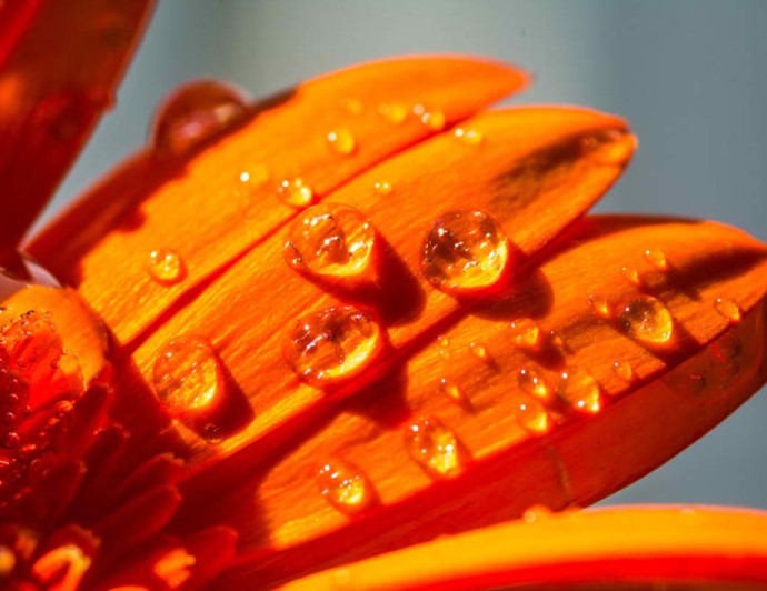 Macro shot of water drops on orange daisy flower (gerbera).