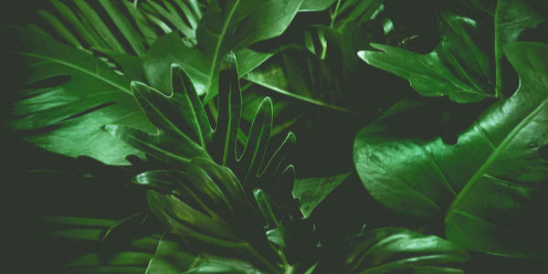 Green background concepts.Tropical palm leaves, jungle leaf close up