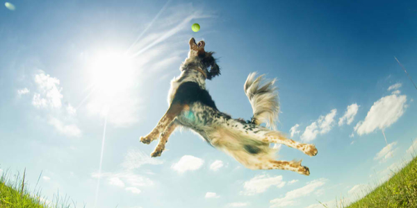 Dog Catching a Ball