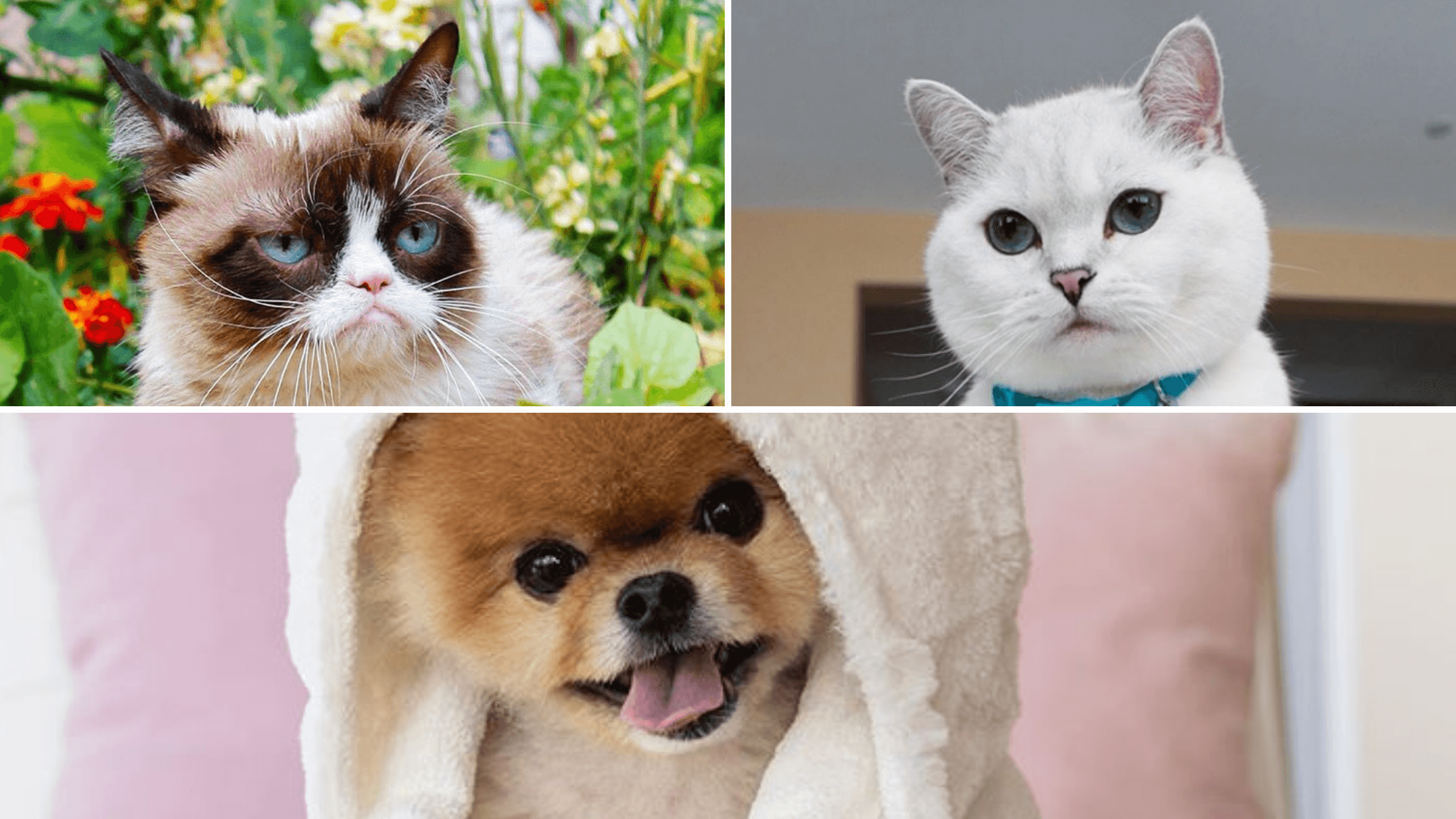 pet celebrities on IG - grumpy cat, white coffee cat, and jiff pom